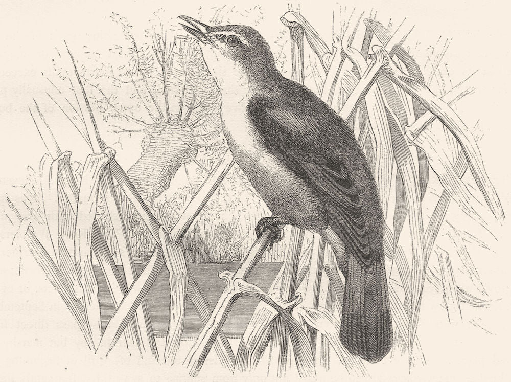 BIRDS. Singing. Reed Warbler c1870 old antique vintage print picture